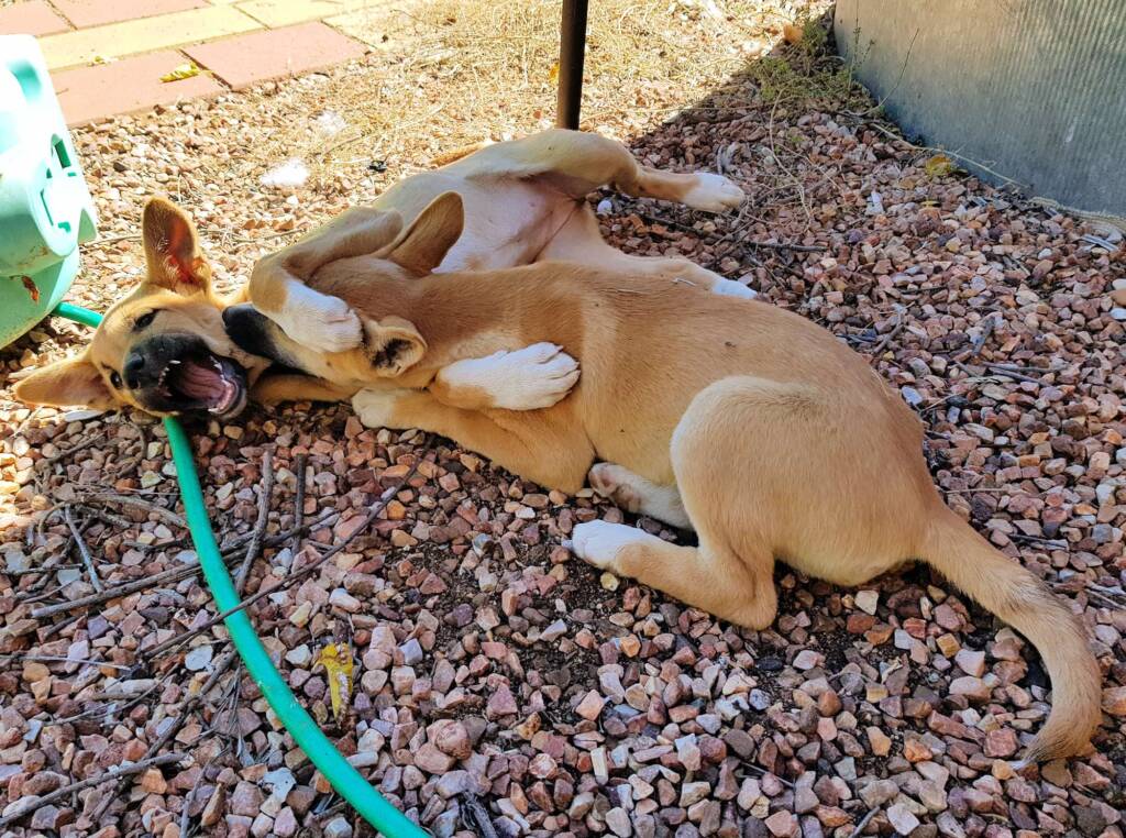 Dingo pups (Canis dingo), Alice Springs, NT