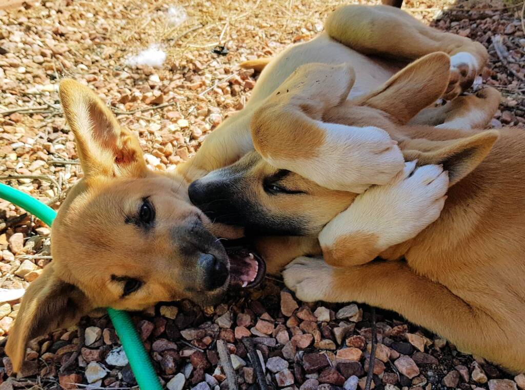 Dingo pups (Canis dingo), Alice Springs, NT