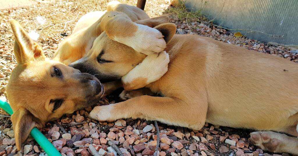 Dingo pups (Canis dingo), Alice Springs, NT