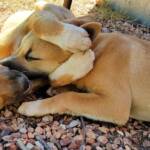 Dingo pups (Canis dingo), Alice Springs, NT