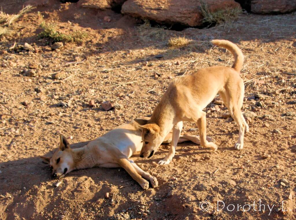 Dingoes (Canis dingo), Alice Springs Desert Park, NT