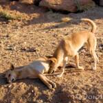 Dingoes (Canis dingo), Alice Springs Desert Park, NT