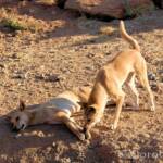 Dingoes (Canis dingo), Alice Springs Desert Park, NT