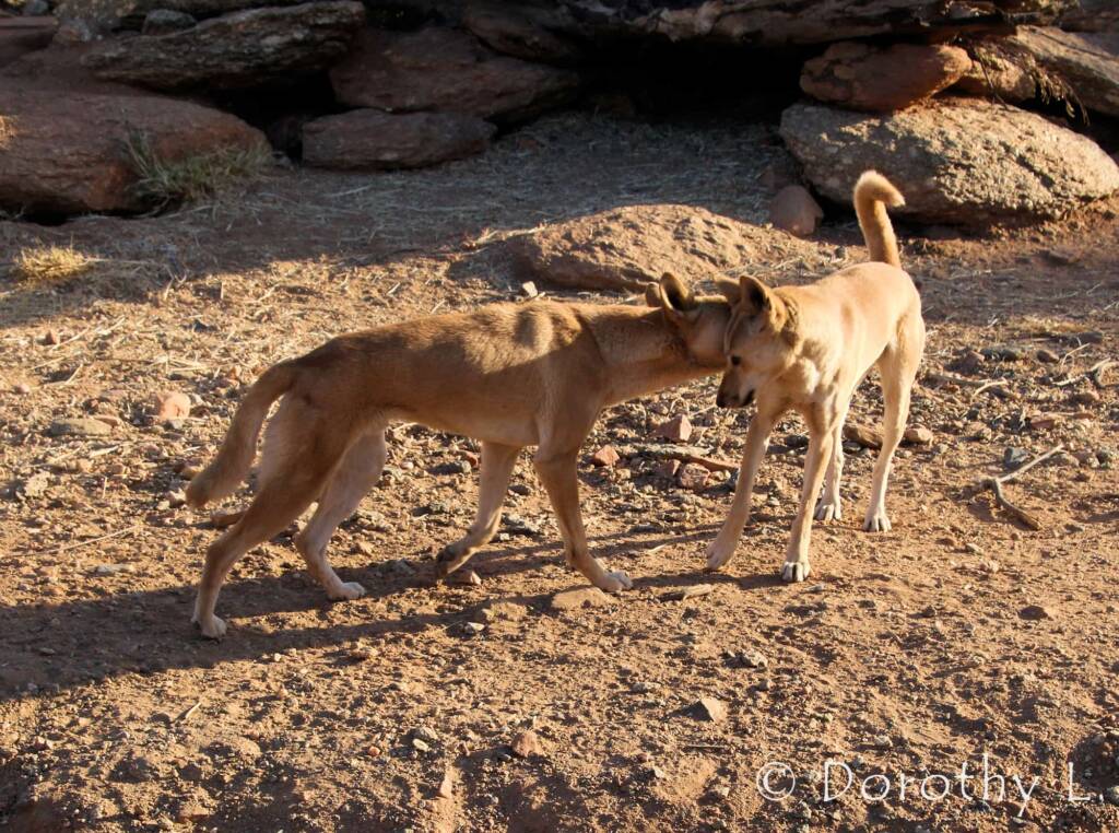 Dingoes (Canis dingo), Alice Springs Desert Park, NT