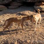 Dingoes (Canis dingo), Alice Springs Desert Park, NT