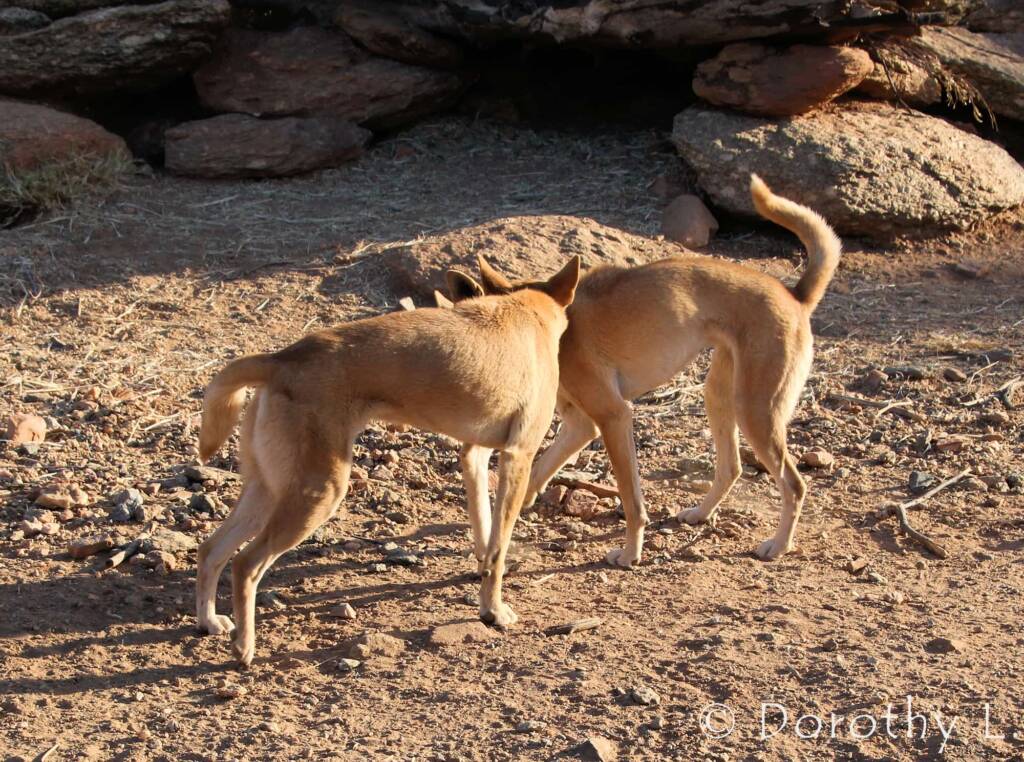 Dingoes (Canis dingo), Alice Springs Desert Park, NT