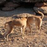 Dingoes (Canis dingo), Alice Springs Desert Park, NT