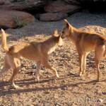 Dingoes (Canis dingo), Alice Springs Desert Park, NT