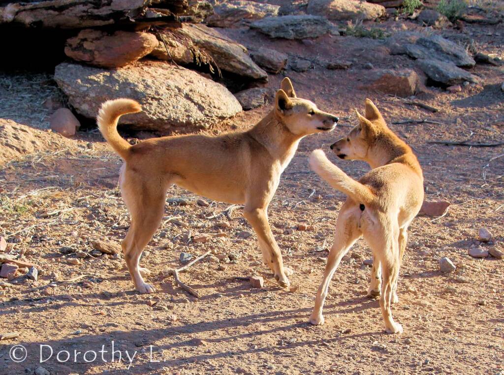 Dingoes (Canis dingo), Alice Springs Desert Park, NT
