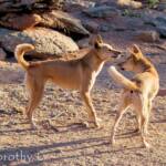 Dingoes (Canis dingo), Alice Springs Desert Park, NT