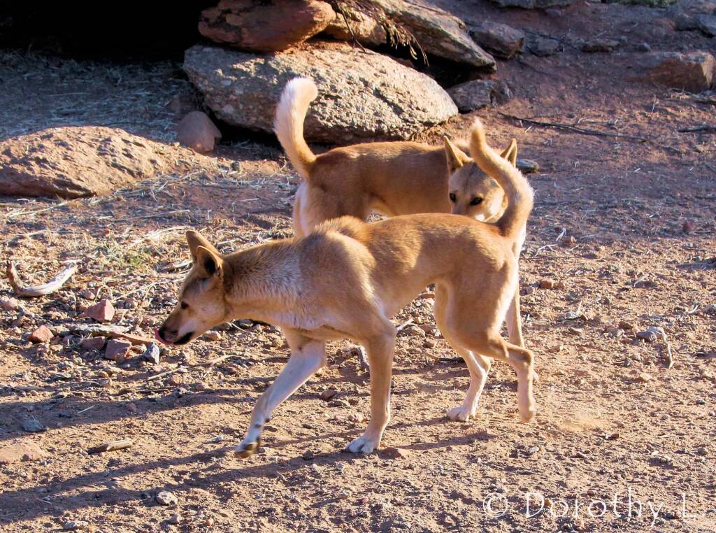 Dingoes (Canis dingo), Alice Springs Desert Park, NT