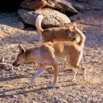 Dingoes (Canis dingo), Alice Springs Desert Park, NT