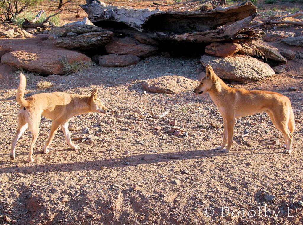 Dingoes (Canis dingo), Alice Springs Desert Park, NT