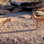 Dingoes (Canis dingo), Alice Springs Desert Park, NT