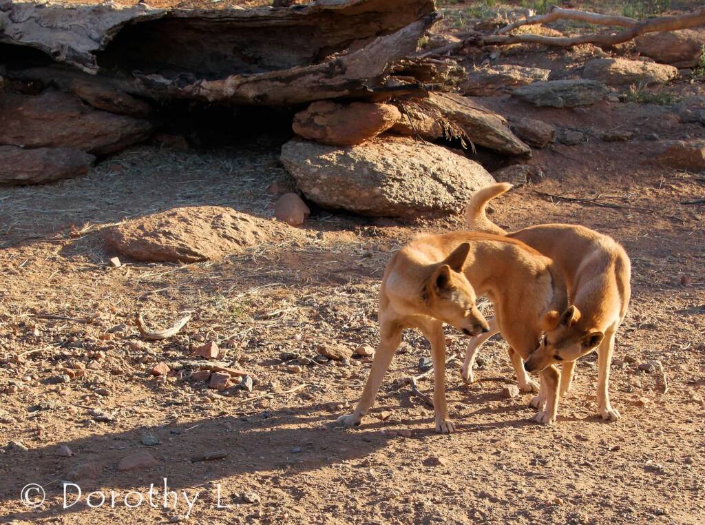 Dingoes (Canis dingo), Alice Springs Desert Park, NT