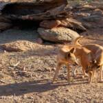 Dingoes (Canis dingo), Alice Springs Desert Park, NT