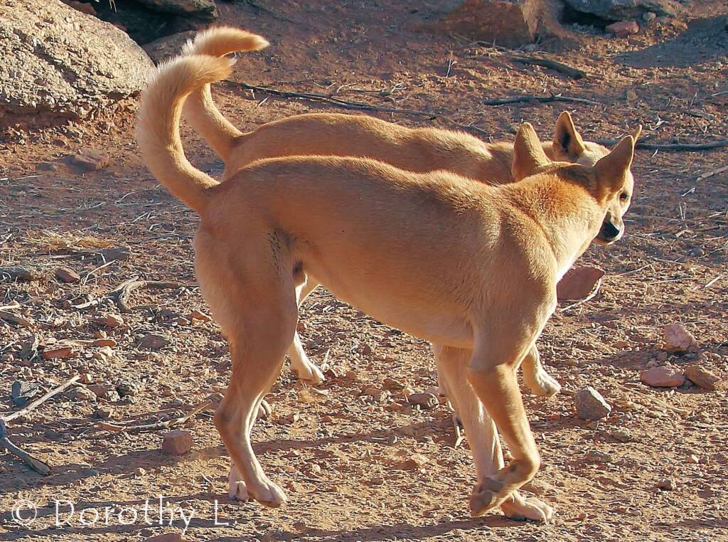 Dingoes (Canis dingo), Alice Springs Desert Park, NT