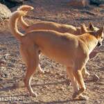 Dingoes (Canis dingo), Alice Springs Desert Park, NT