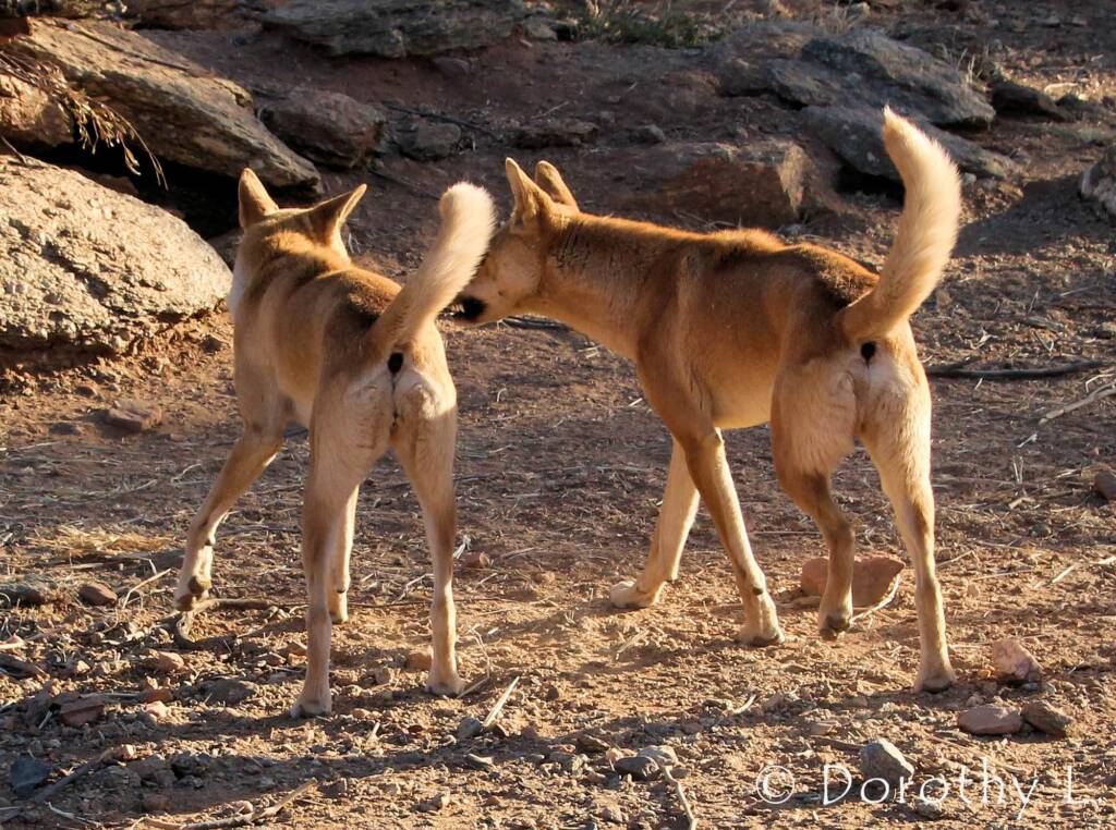 Dingoes (Canis dingo), Alice Springs Desert Park, NT