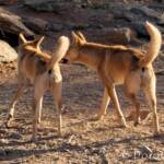 Dingoes (Canis dingo), Alice Springs Desert Park, NT