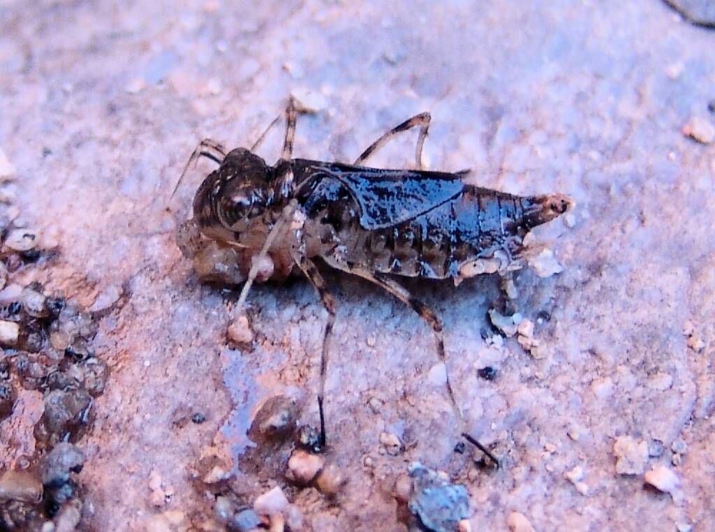 Dragonfly nymph, Simpsons Gap, NT