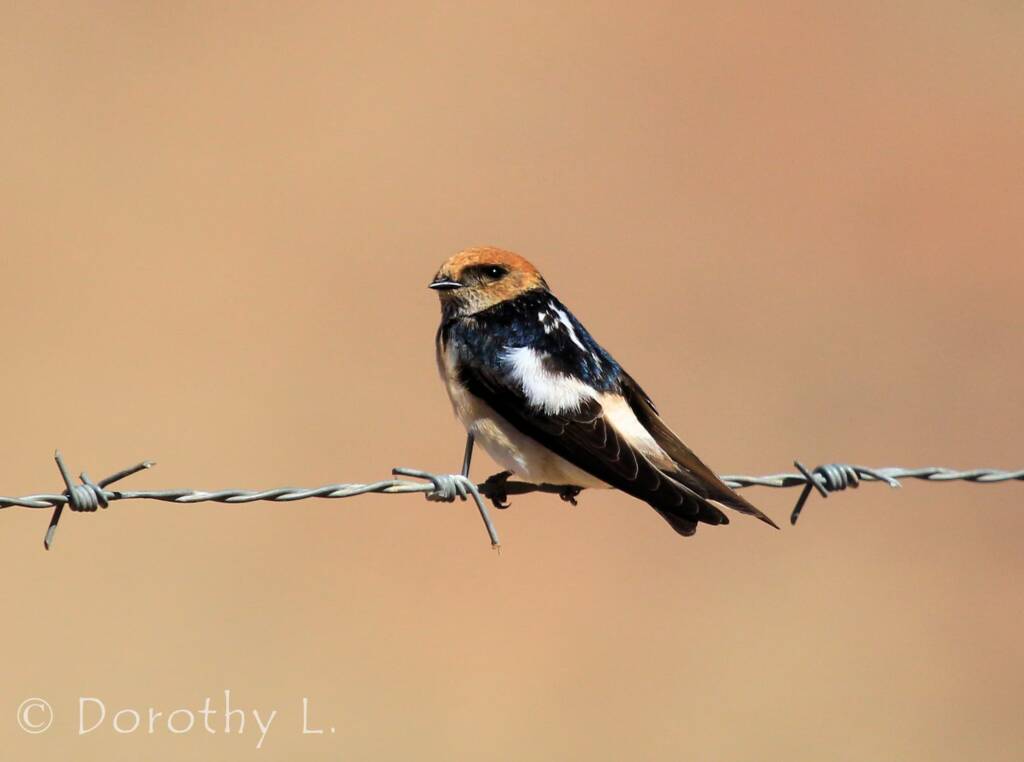 Fairy Martin (Petrochelidon ariel), Alice Springs, NT
