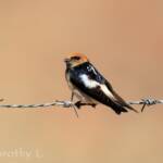 Fairy Martin (Petrochelidon ariel), Alice Springs, NT