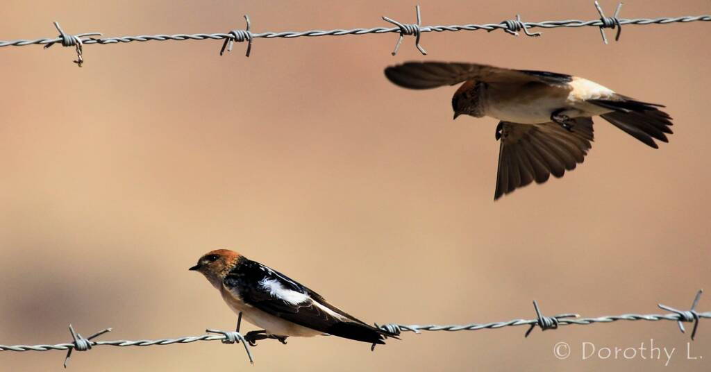 Fairy Martin (Petrochelidon ariel), Alice Springs, NT
