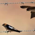 Fairy Martin (Petrochelidon ariel), Alice Springs, NT