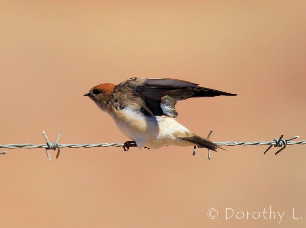 Fairy Martin (Petrochelidon ariel), Alice Springs, NT