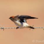 Fairy Martin (Petrochelidon ariel), Alice Springs, NT
