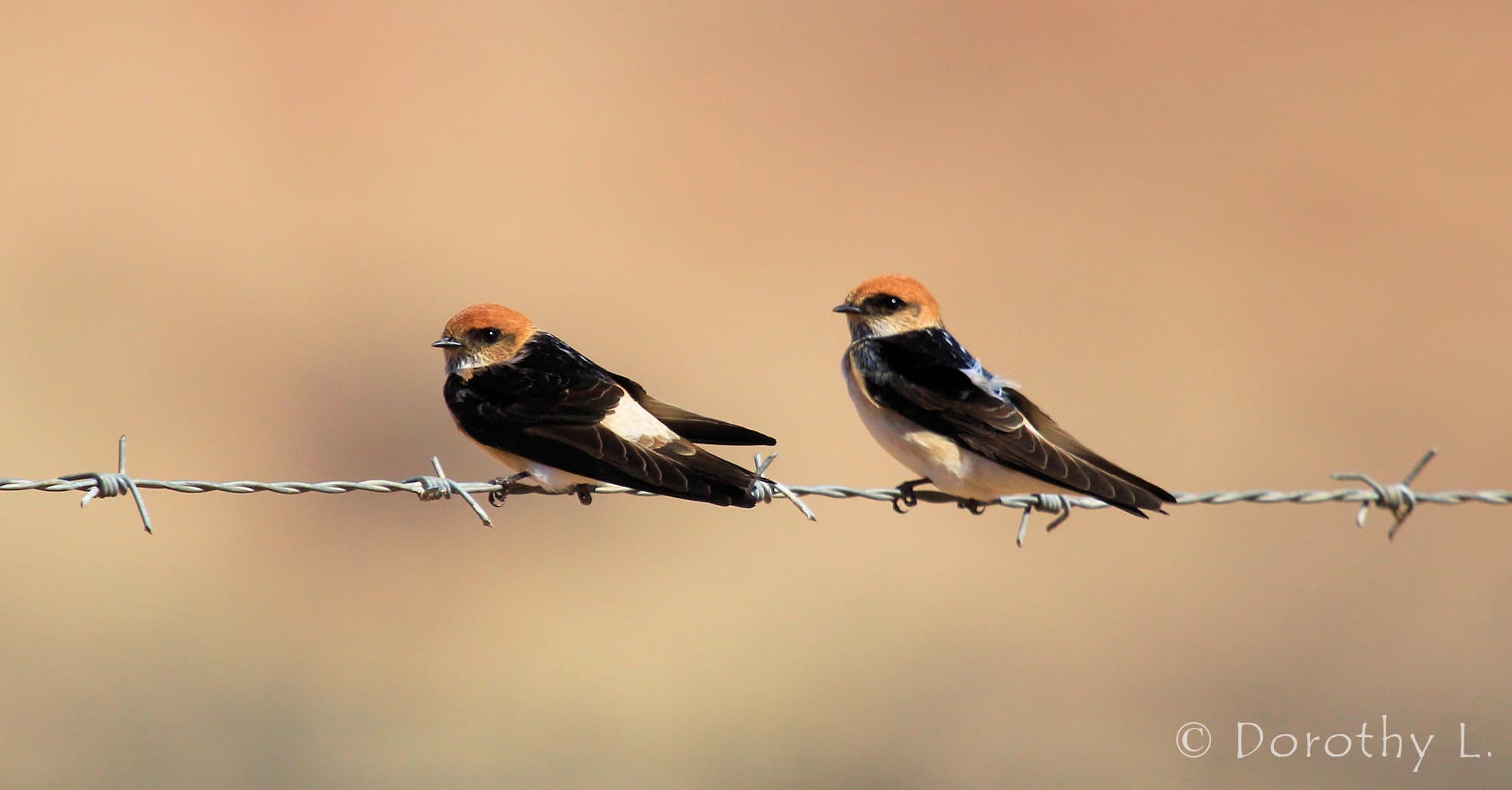 Fairy Martin (Petrochelidon ariel), Alice Springs, NT