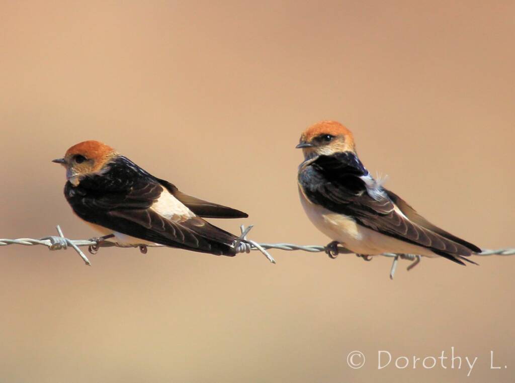 Fairy Martin (Petrochelidon ariel), Alice Springs, NT