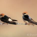 Fairy Martin (Petrochelidon ariel), Alice Springs, NT