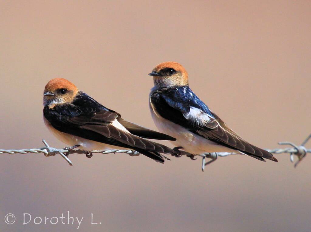 Fairy Martin (Petrochelidon ariel), Alice Springs, NT