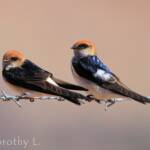 Fairy Martin (Petrochelidon ariel), Alice Springs, NT