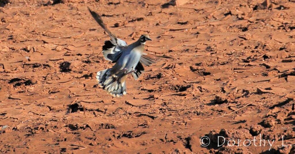 Flock Bronzewing (Phaps histrionica), Central Australia