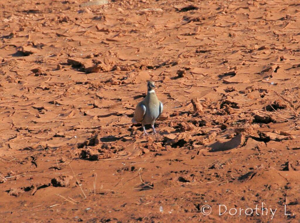 Flock Bronzewing (Phaps histrionica), Central Australia