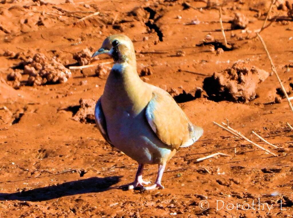 Flock Bronzewing (Phaps histrionica), Central Australia