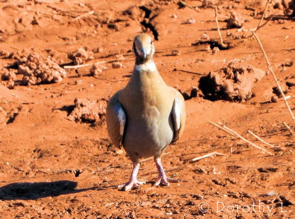Flock Bronzewing (Phaps histrionica), Central Australia
