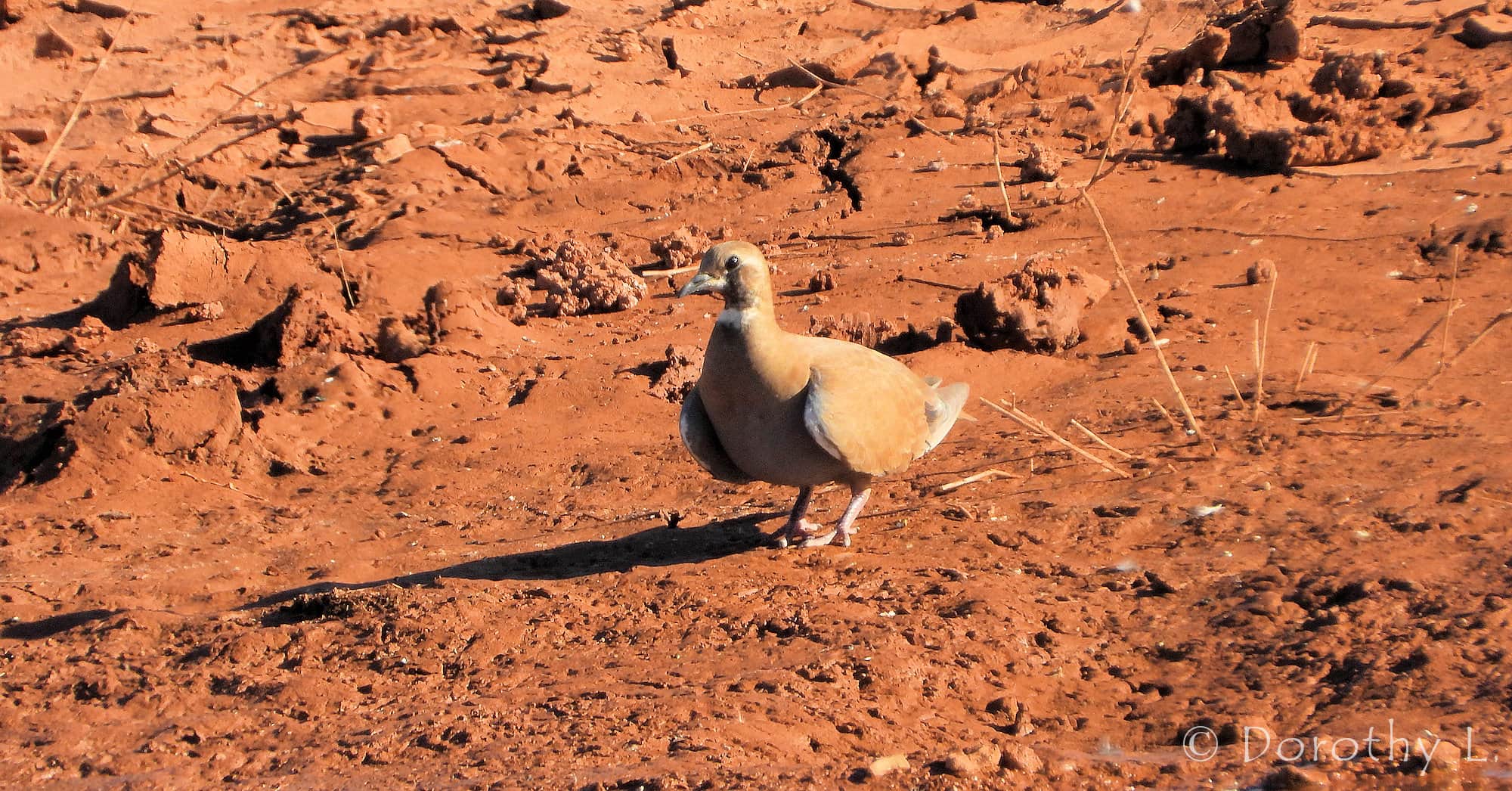 Flock Bronzewing (Phaps histrionica), Central Australia
