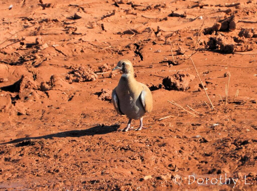 Flock Bronzewing (Phaps histrionica), Central Australia