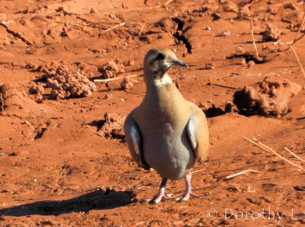Flock Bronzewing (Phaps histrionica), Central Australia