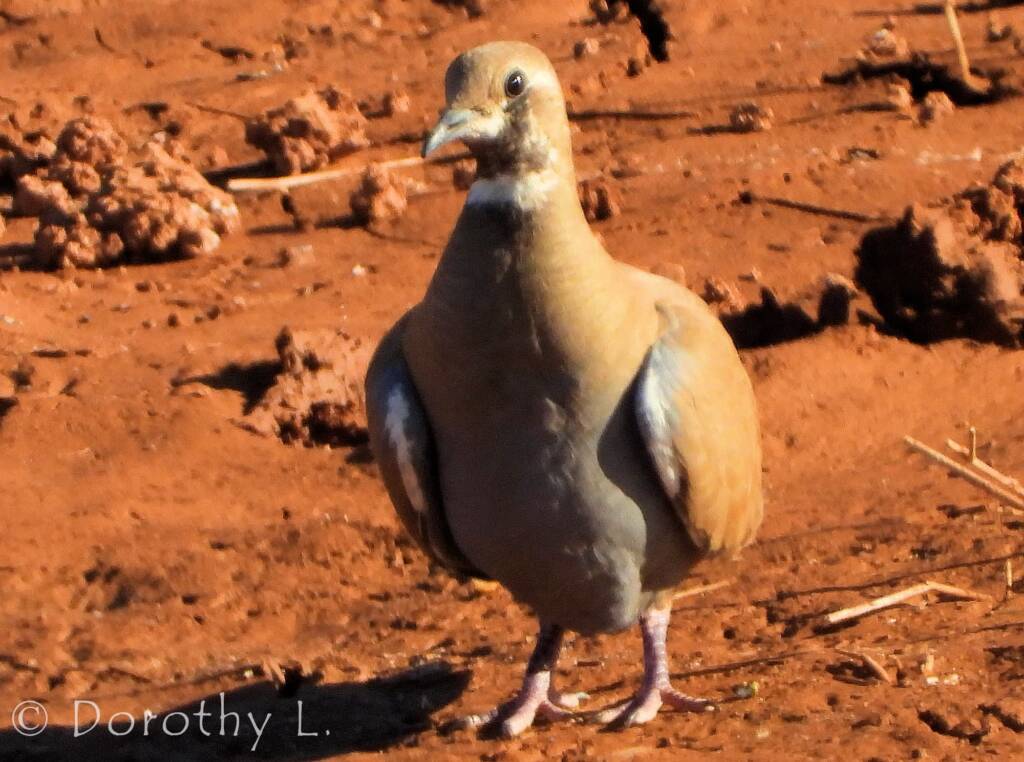 Flock Bronzewing (Phaps histrionica), Central Australia