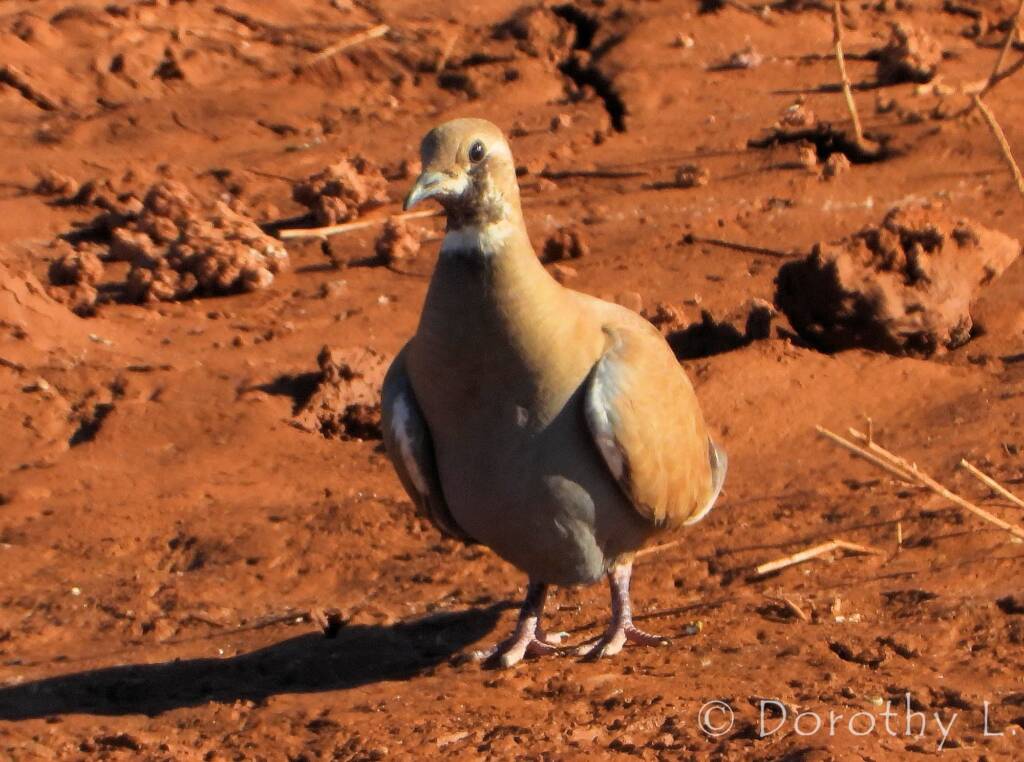 Flock Bronzewing (Phaps histrionica), Central Australia
