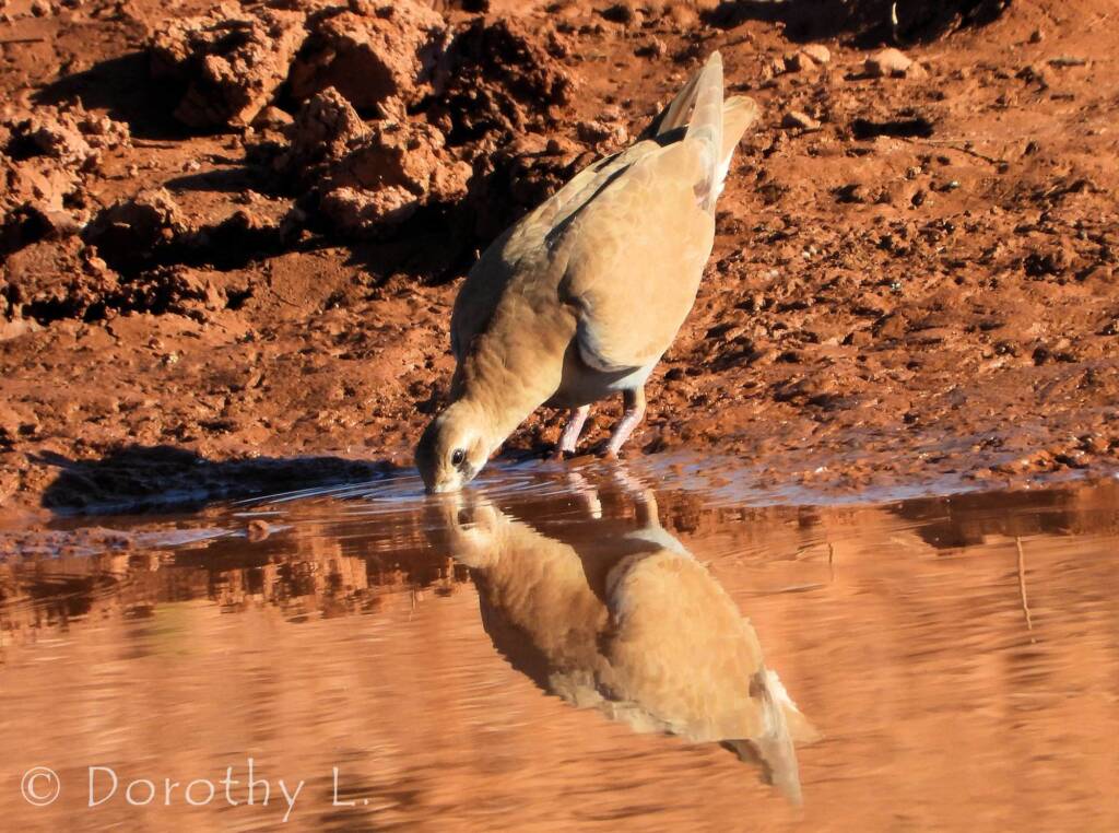 Flock Bronzewing (Phaps histrionica), Central Australia