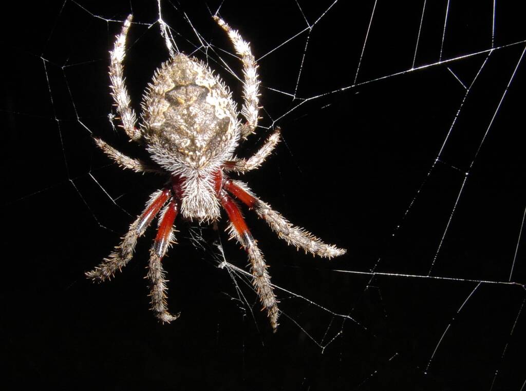 Garden Orb Weaving Spider (Eriphora biapicata), near Goulburn, NSW