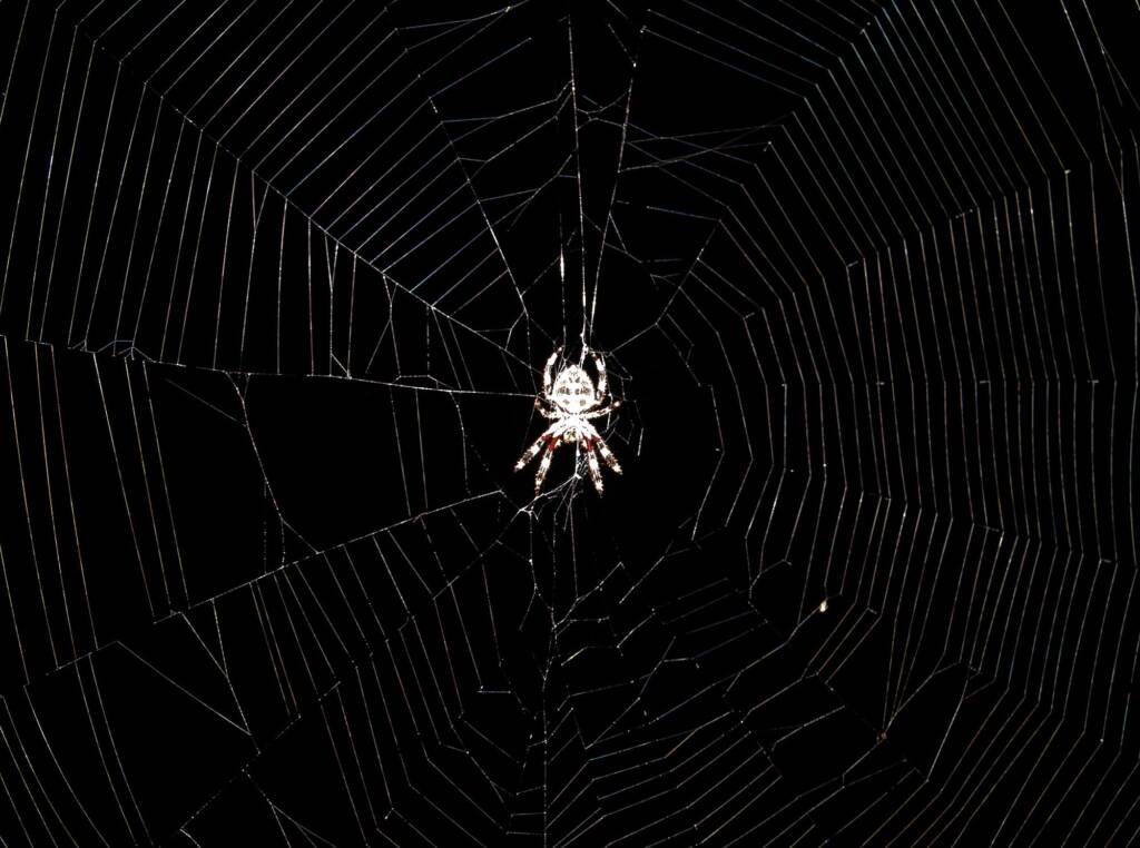 Garden Orb Weaving Spider (Eriphora biapicata), near Goulburn, NSW