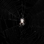 Garden Orb Weaving Spider (Eriphora biapicata), near Goulburn, NSW