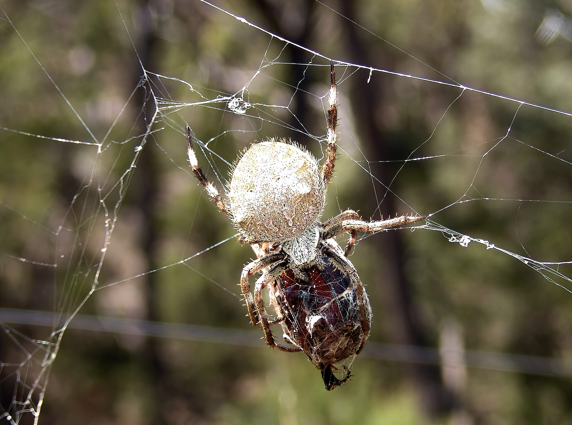Garden Orb Weaving Spider (Eriphora transmarine), near Goulburn, NSW